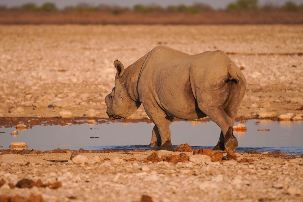 Nashorn im Etosha