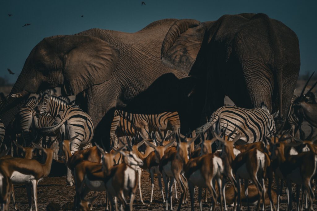 Wasserloch im Etosha Nationalpark