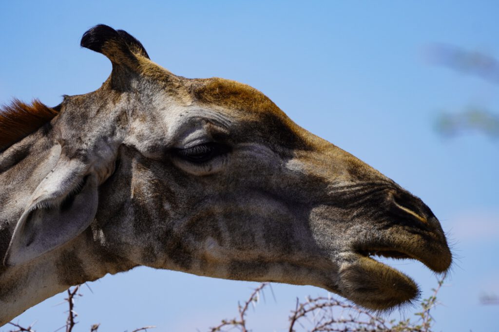 Giraffenheadshot im Etosha Nationlapark