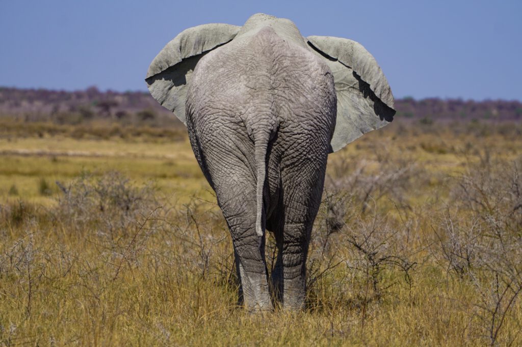 Elefant im Etosha Nationalpark in Namibia