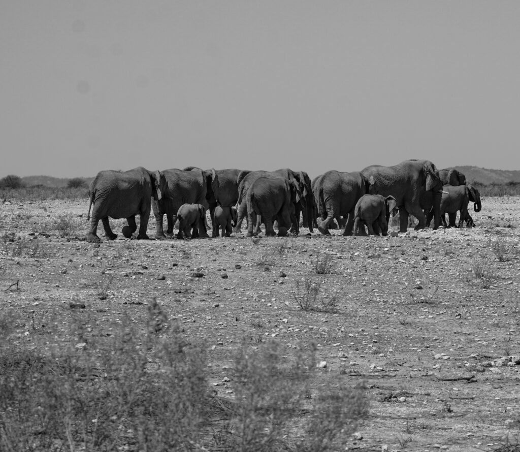 Elefanten im Etosha Nationalpark