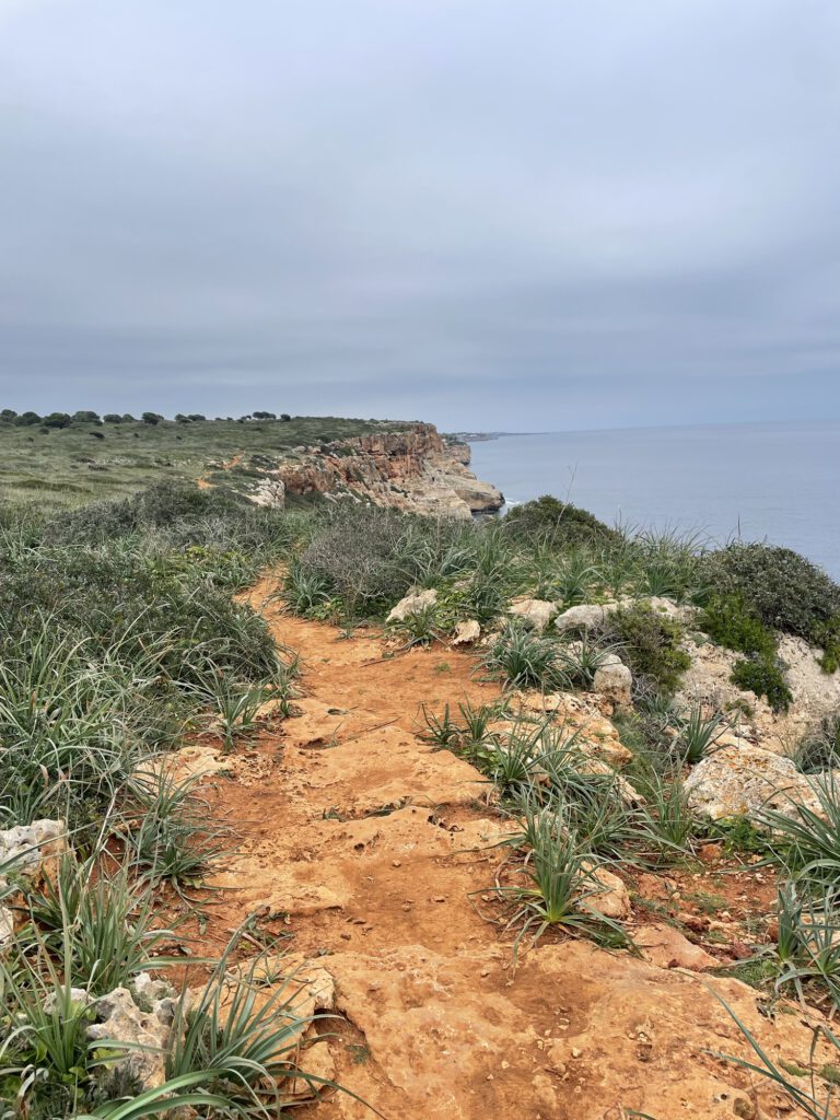 Der rot-braune Pfad, inmitten dunkelgrüner, dichter Vegetation auf der Wanderung an der Cala Romantica auf Mallorca